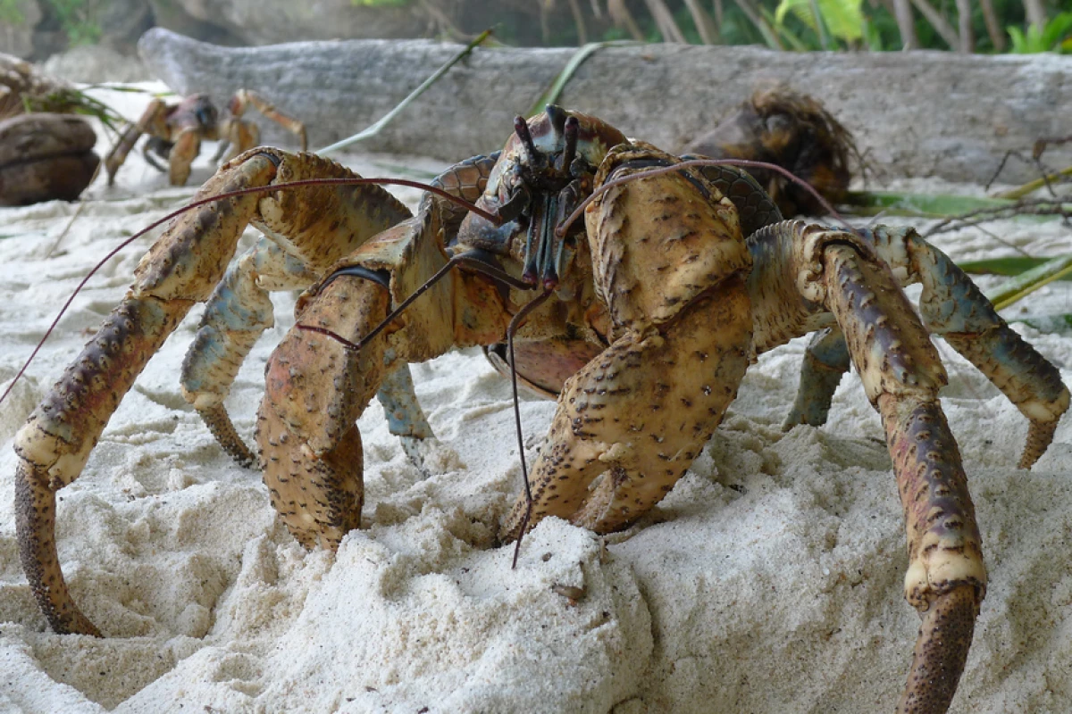 The claws of the coconut crab pack a powerful punch