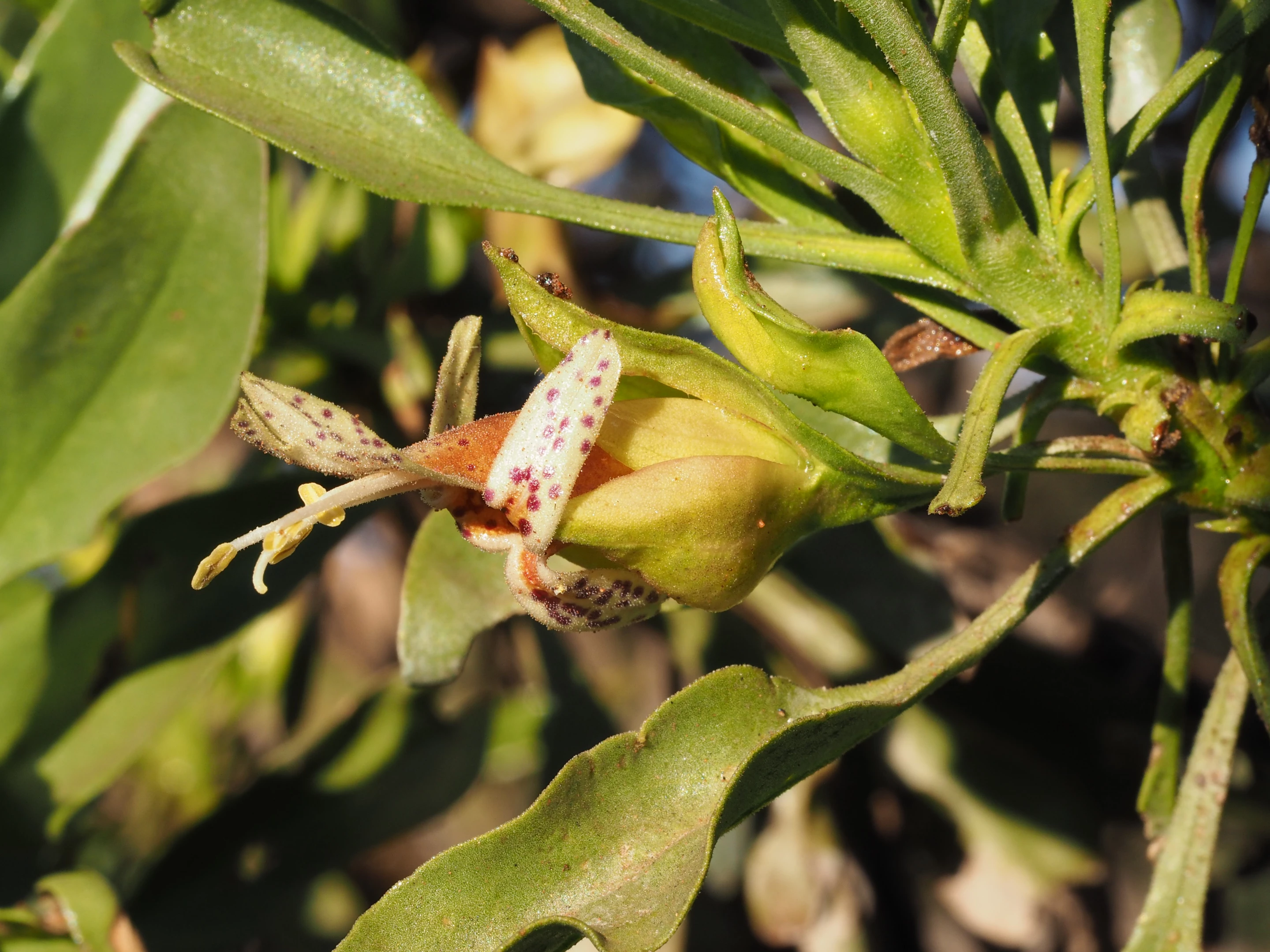 Eremophila galeata is a small shrub that grows in arid areas of Western Australia
