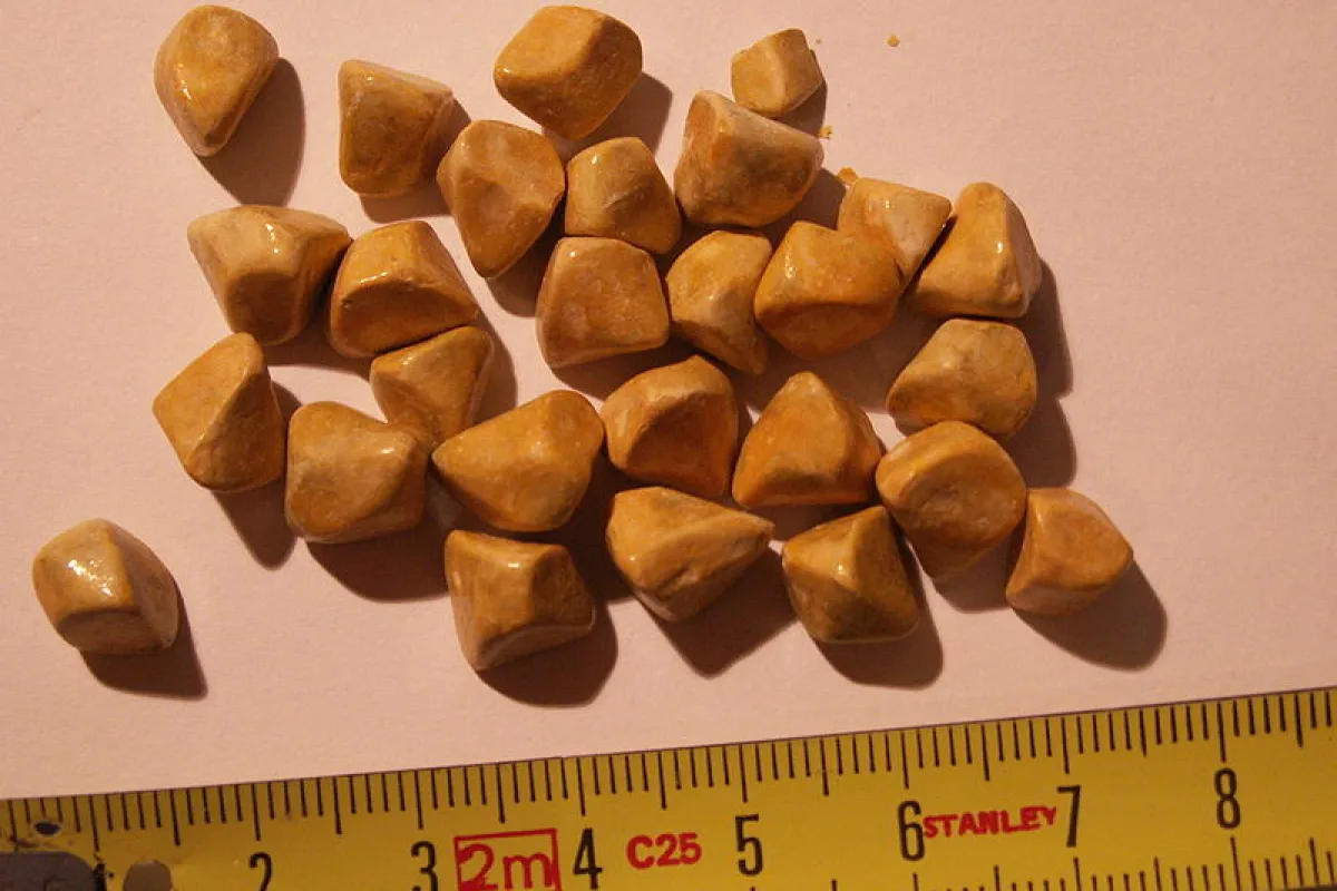 A new type of endoscope is said to be able to remove gallstones (pictured), reducing the need for gallbladder removals