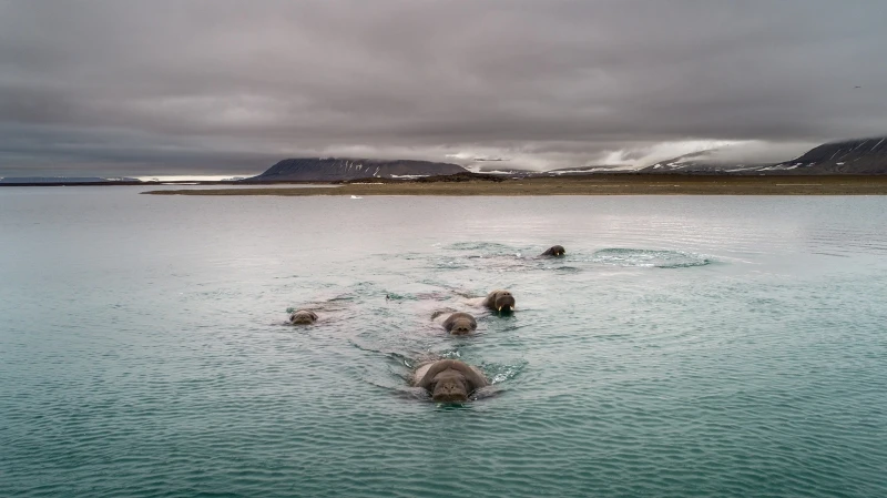 Walrus Approach: Commended in the Wildlife category