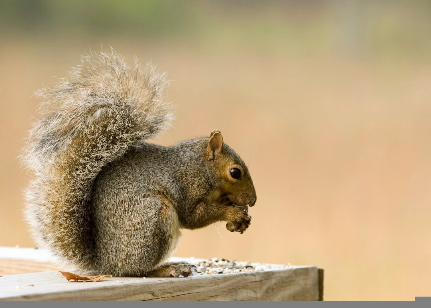 The findings might explain why squirrels are so good at surviving in cities, the researchers explain