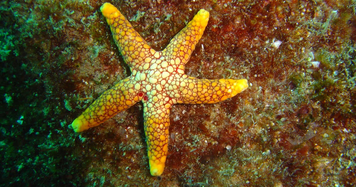 A starfish-shaped physique may assist underwater robots keep put A starfish-shaped physique may assist underwater robots keep put