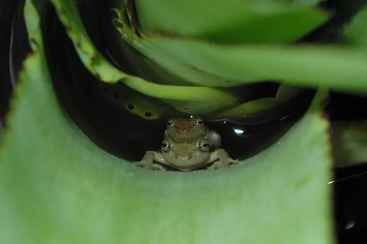 Frogs are increasingly breeding on land, as is the case with this pair of Scinax alcatraz frogs found inside a bromeliad