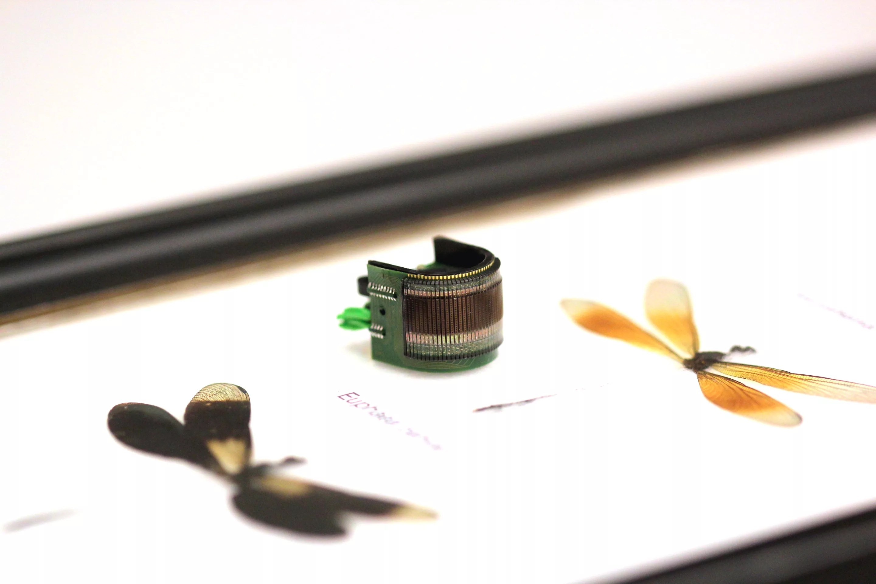 CurvACE besides some dragonfly examples