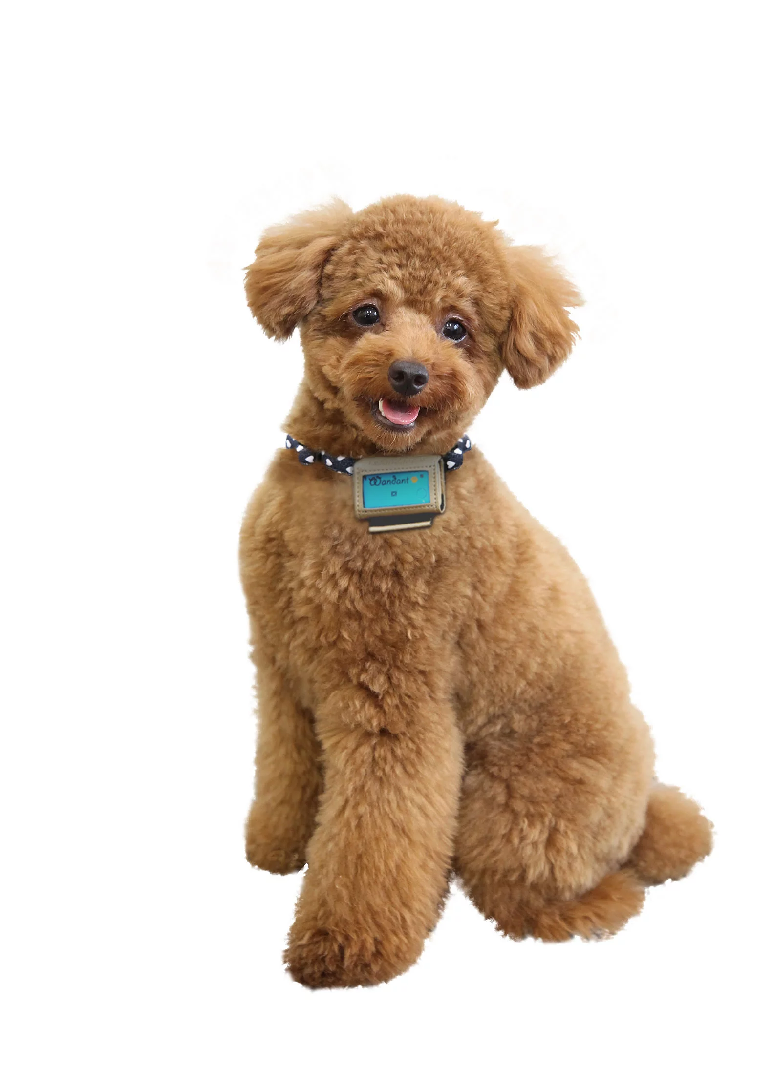 Wandant is available in Japan only, for now