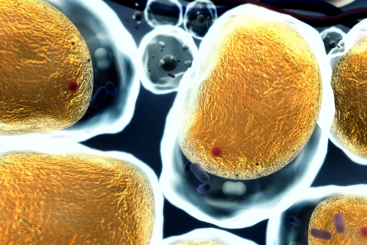 Fat cells might have a new foe, in the form of an already available heart disease drug that new research shows can reverse obesity in mice