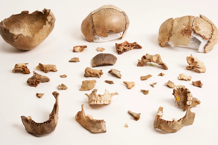 Samples of the ancient bones from which the oldest human genomes in Britain were taken