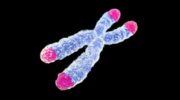 Scientists have devised a method of lengthening telomeres, allowing cells to divide more times before dying (Image: AJC1 via Flickr - CC BY-SA 2.0)