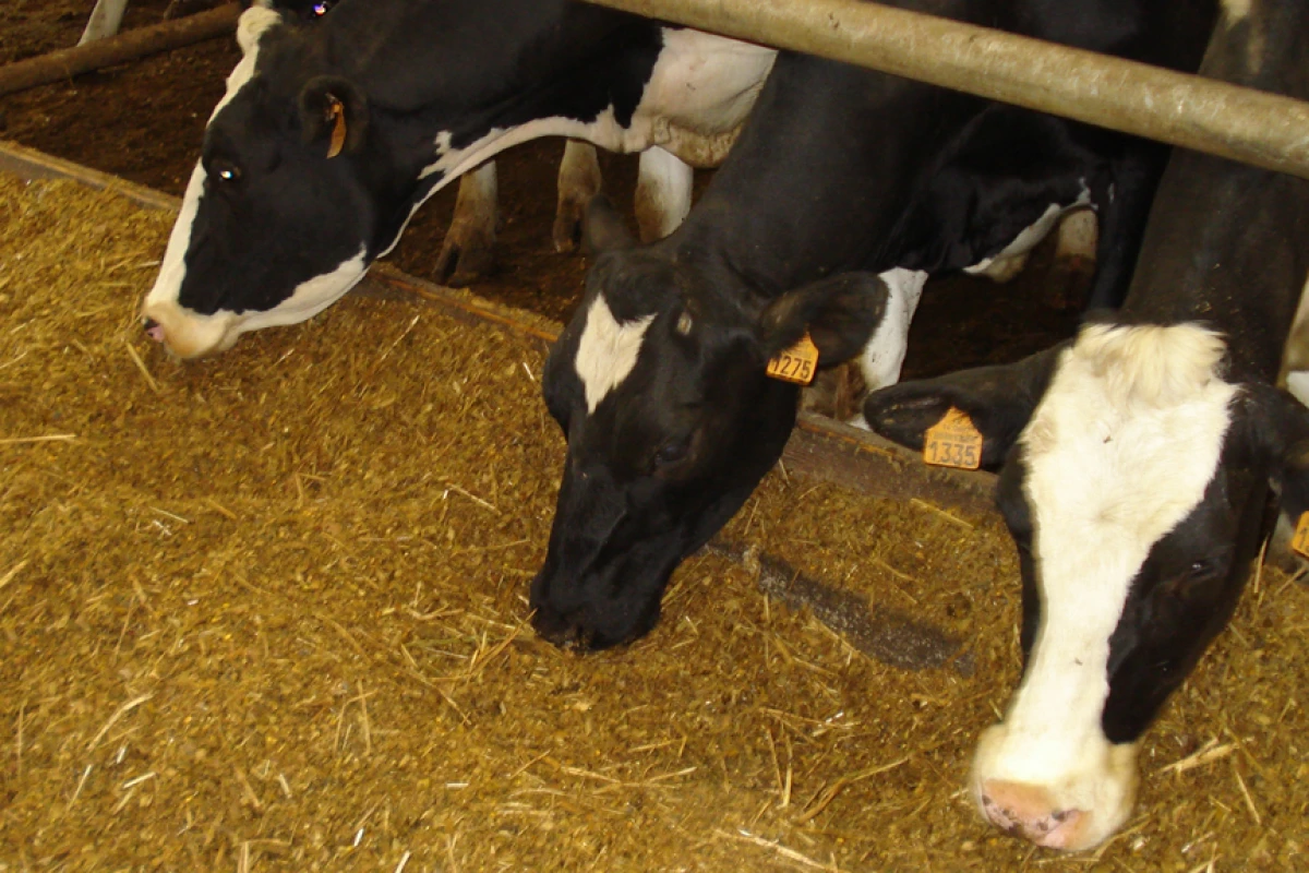 Lab-grown meat offers significant environmental benefits over conventional meat farming techniques, according to a new study