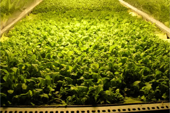 Aerofarms' aeroponic system