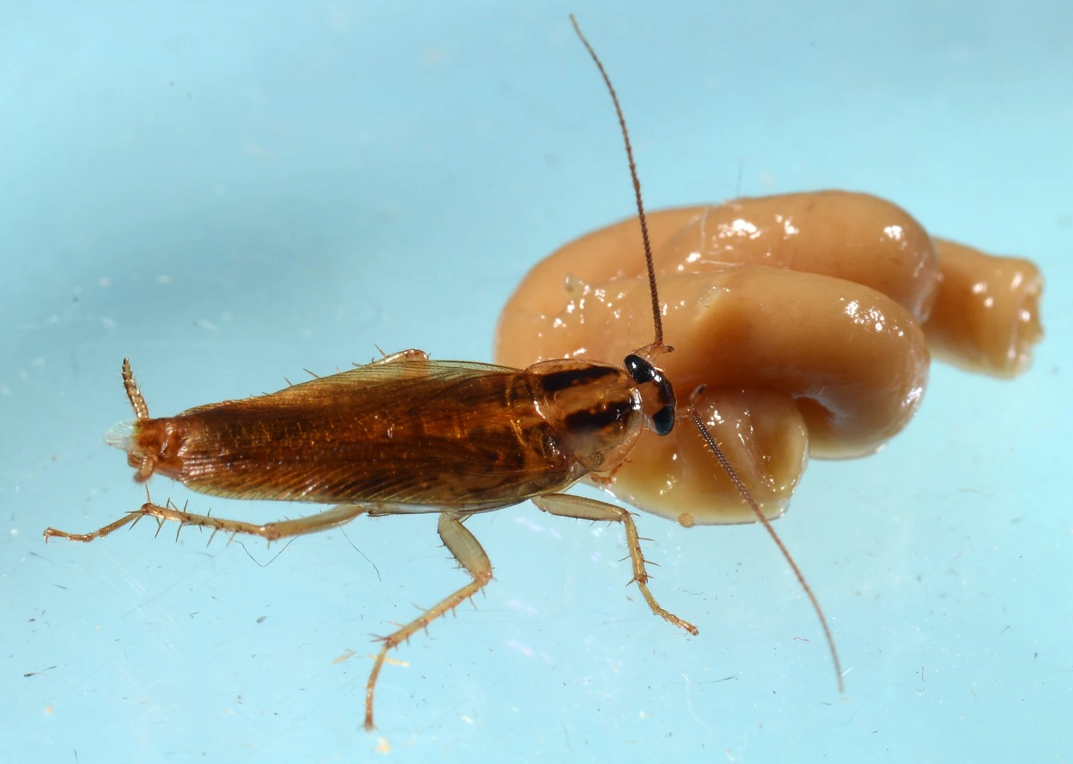 A cockroach feeds on an insecticide in the lab portion of new experiments at Purdue University