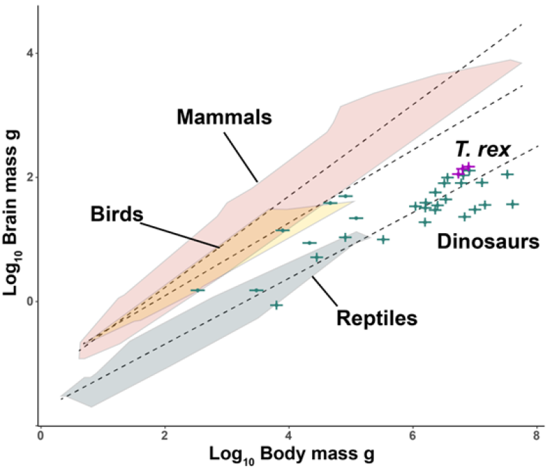 T. Rex Not as Intelligent as We Once Believed ?url=http%3A%2F%2Fnewatlas Brightspot.s3.amazonaws.com%2F36%2Fbc%2F872b0e604fa492fd7d840ca27f1f%2Fdino Intelligence Graph
