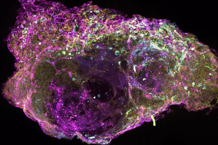 A cross-section of newly developed lab-grown bone marrow