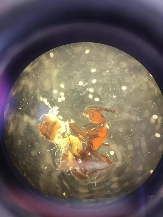 Dissected ant and its encapsulated parasites (white oval structures) spilling out of the hind body