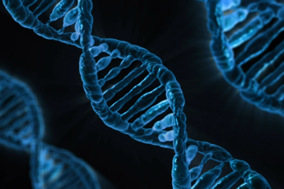 Made from DNA (pictured), the tiny thermometer could have a big impact on our understanding of molecular biology