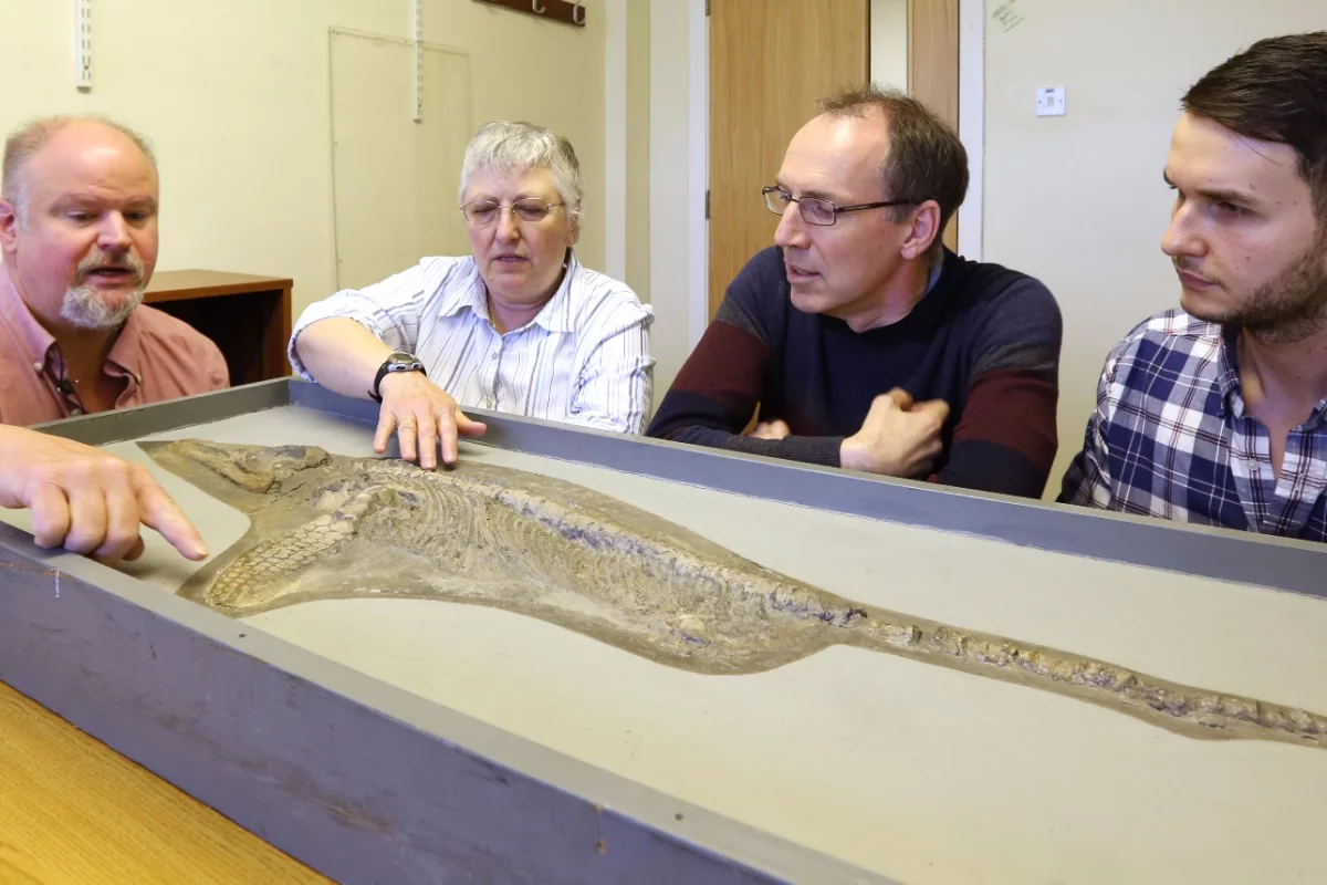 Paleontologists have identified fossils of Protoichthyosaurus, a new genus of marine reptile that was originally discovered and contested in the 1970s