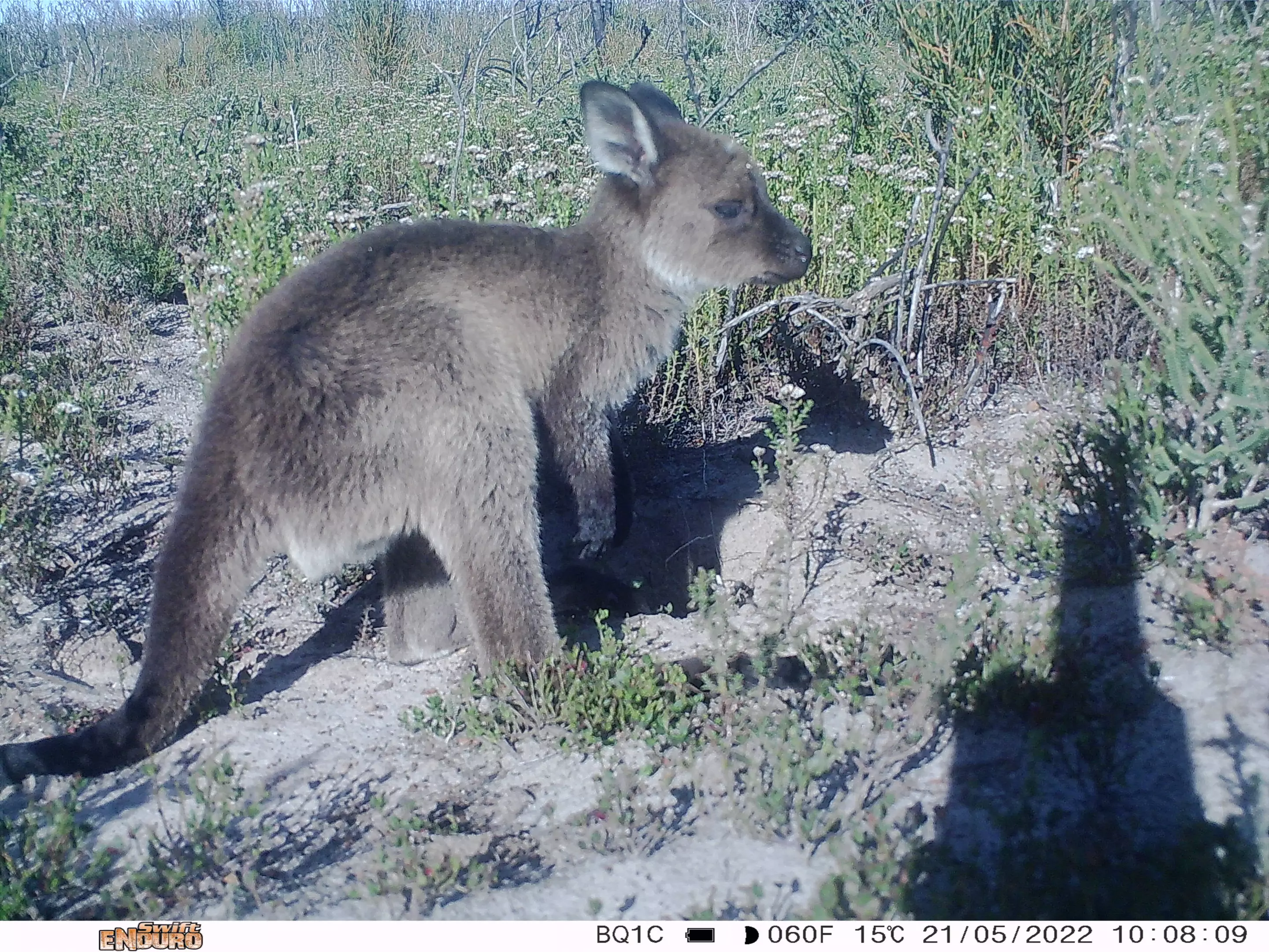 Young western grey kangaroo, fittingly at home on Kangaroo Island, which was ravaged by fire in 2019-2020