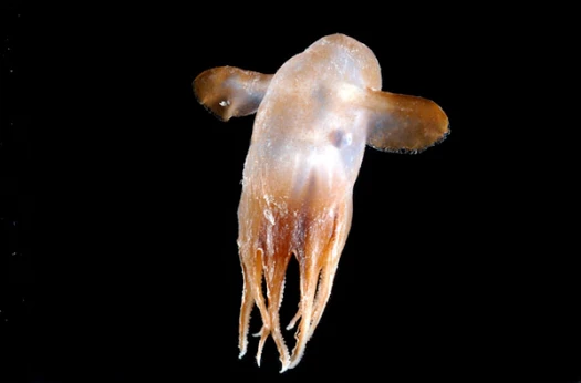 Dumbos use a pair of ear-like fins to swim (Photo: David Shale)