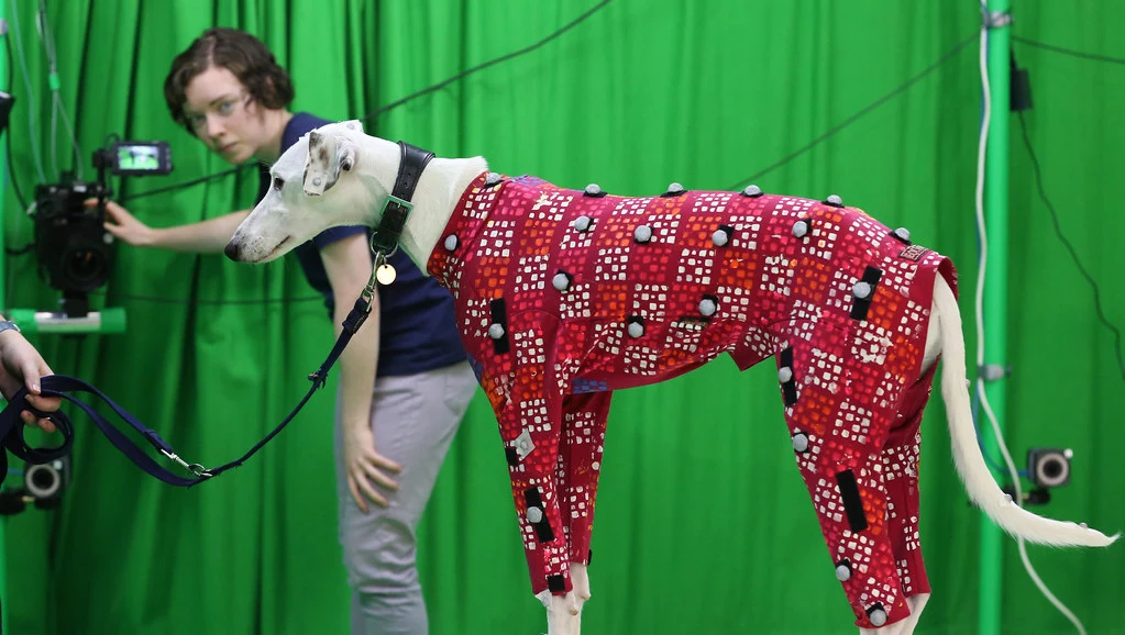 The researchers developed their new motion capture tech by first training it on a range of dogs wearing motion capture suits