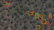 A satellite image with elephants detected by a computer algorithm shown in a green rectangle and those verified by humans in red