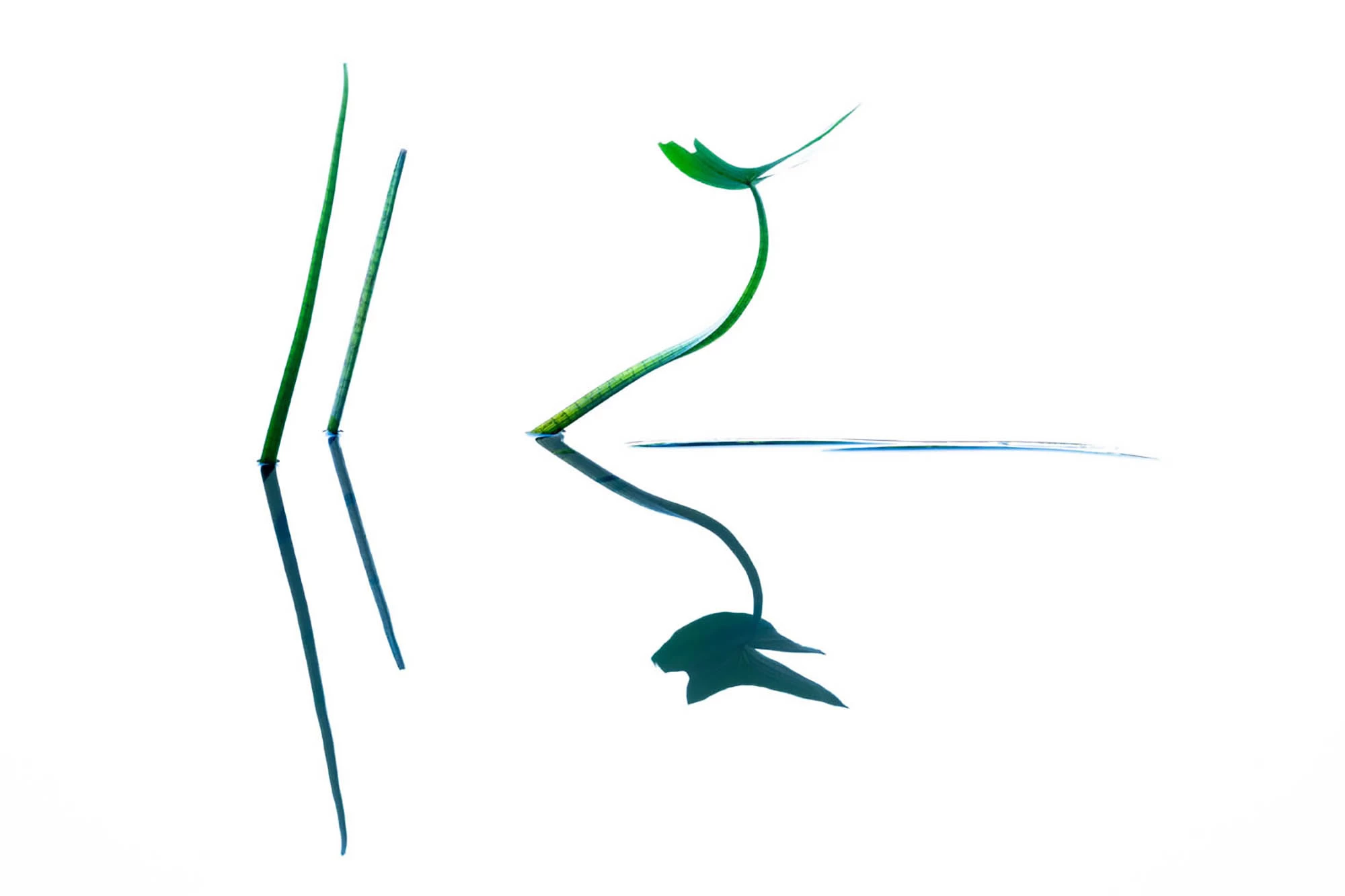 First Place, Plants and Fungi category. "Arrowhead"