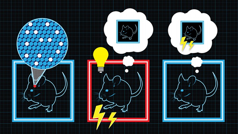 Cartoon of the MIT-Riken experiment. In the left-hand box, the mouse learns the safe environment. In the center box, the same mouse learns a new environment, then is shocked while the neurons associated with learning the safe environment are activated optically. Finally, when the mouse is placed back in the safe environment, it associates that environment with the shocks, rather than the environment in which the shocks were actually administered (Image: Riken)