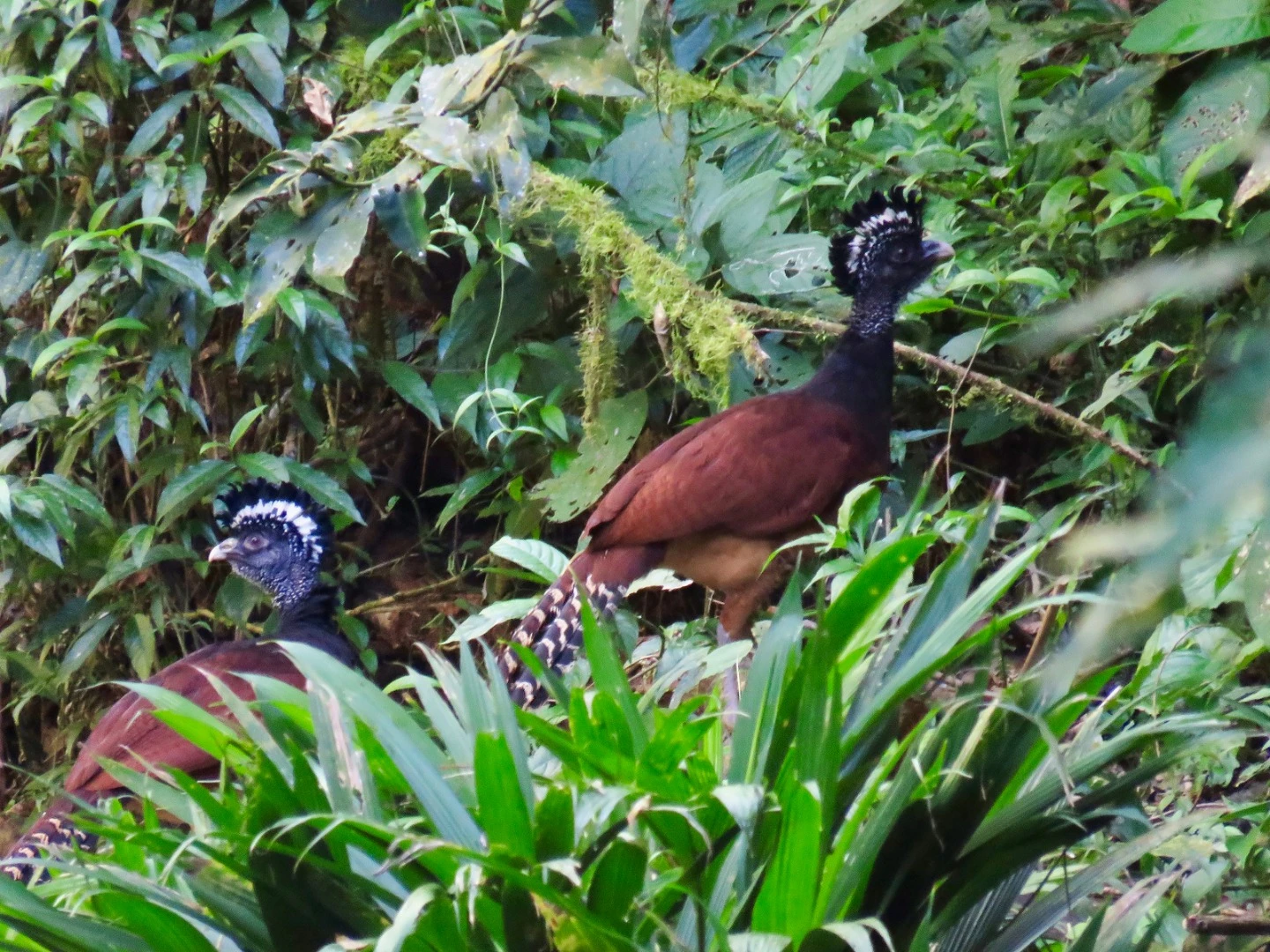A pair of Great Curassow, endangered in most other places but common in the City of the Jaguar habitat thanks to its isolation