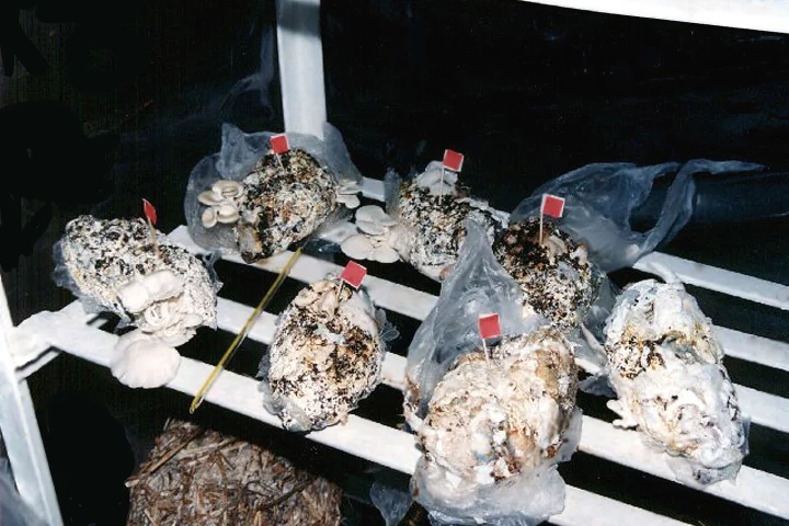 Mushrooms grown in used diapers help reduce waste volume by up to 80 percent