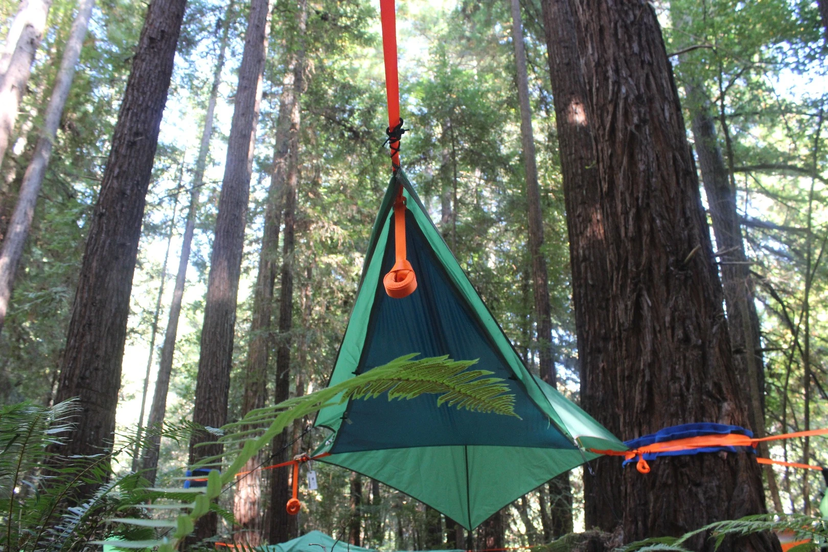 The Tentsile UNA hangs freely in the towering redwoods