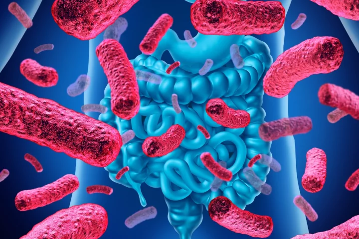 A new study has found gut bacteria may play a part in anxiety and depression seen to accompany conditions such as obesity and diabetes