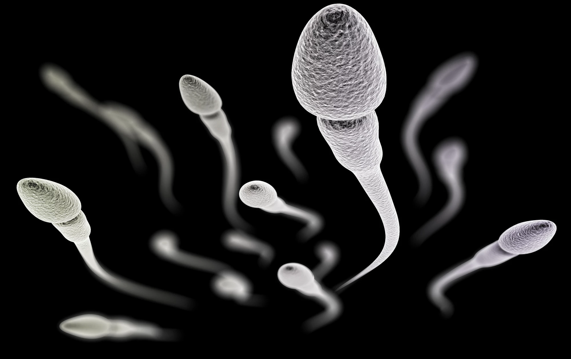 The genetic manipulation carried out in the study changes the shape and speed of sperm so that they are not able to penetrate female eggs