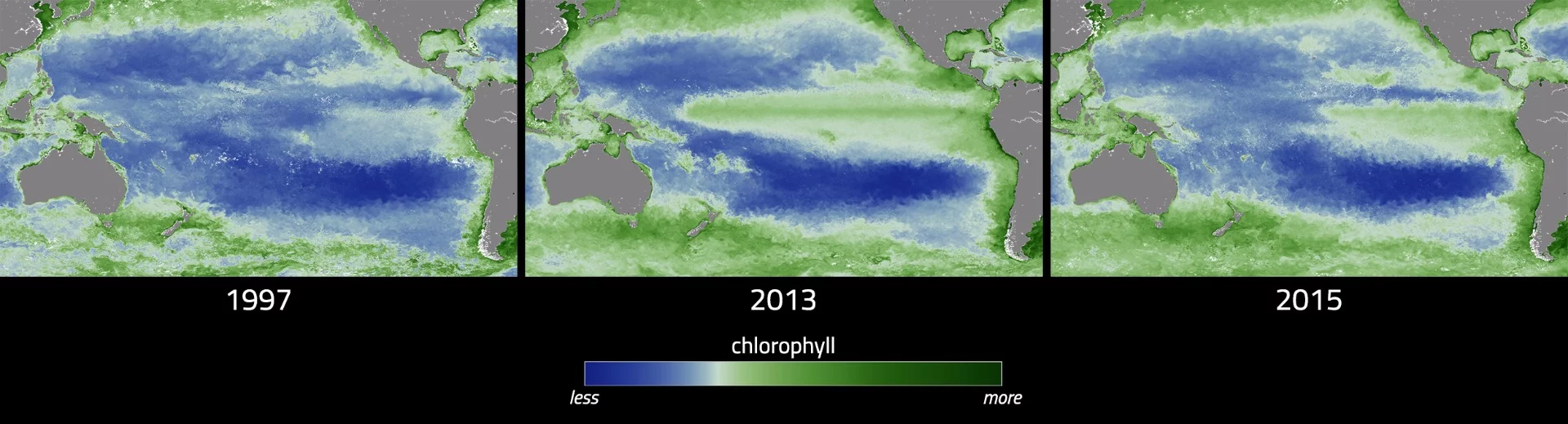 The team has worked to compared the current event to the 1997-98 occurrence, finding that the drop in chlorophyll, and therefore the effect on coastal phytoplankton population, was much less severe this time around