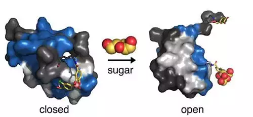 Scientists have designed a "synthetic hinge" for insulin that responds to sugar in the blood