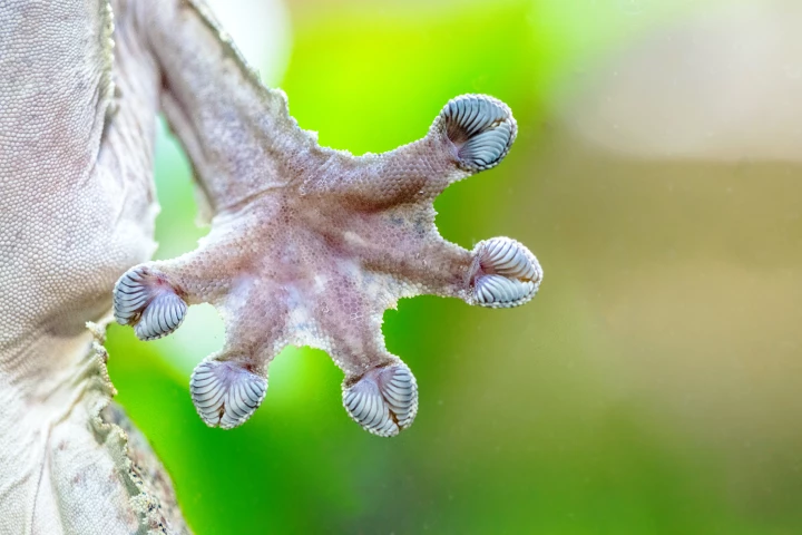 Gecko feet easily stick to surfaces without leaving any adhesive residue behind