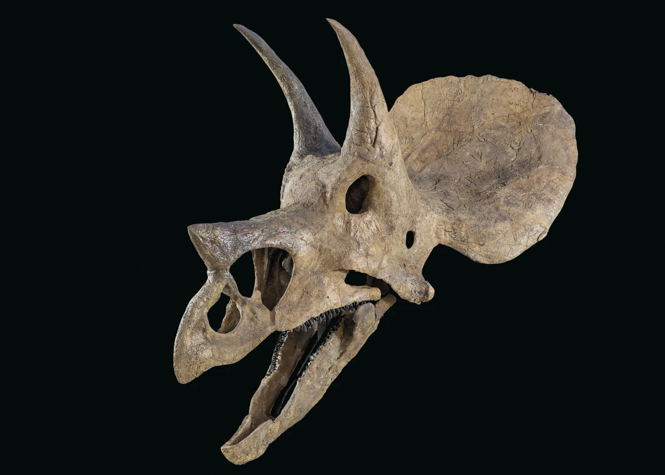 This Triceratops Skull from the Maastrichtian, late Cretaceous (68-65 million years ago) has 38-inch horns to the brow and sold for $213,038 (£175,000) at Christie’s on May 22, 2020