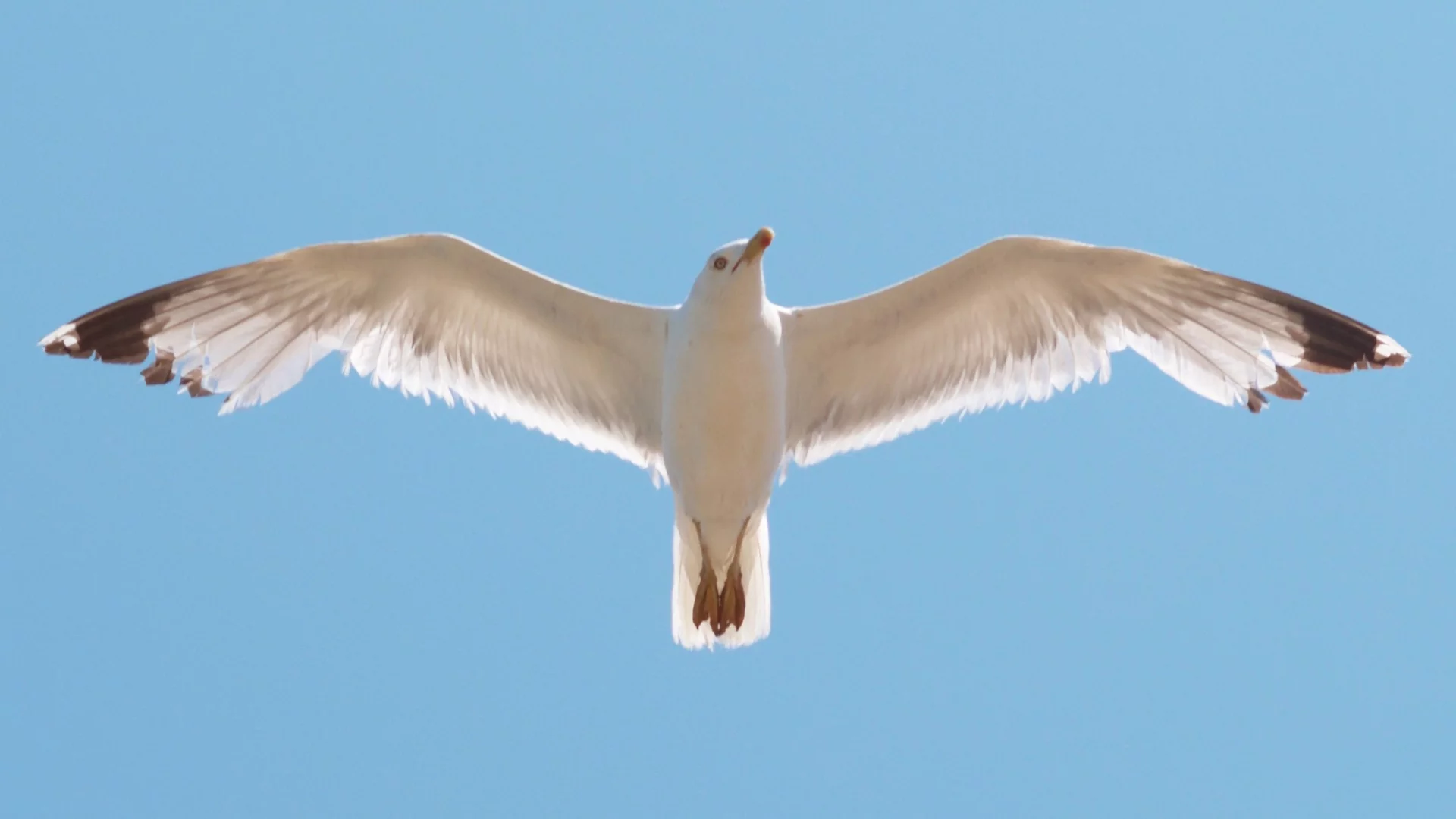 Blades shaped like seagull wings may significantly increase the power output of small-scale wind turbines