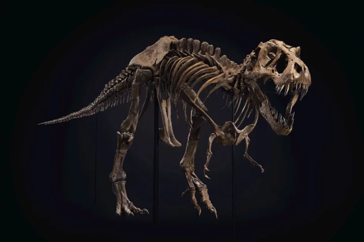 A huge Tyrannosaurus Rex specimen nicknamed Stan is heading to auction