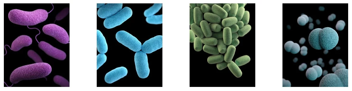 Some bacteria produce substances with antibiotic properties