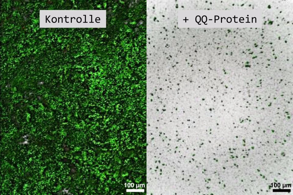 The left side shows a biofilm made up of the Klebsiella oxytoca bacteria, while the left shows a significant reduction in the bacteria in the presence of quorum quenching protein QQ-2