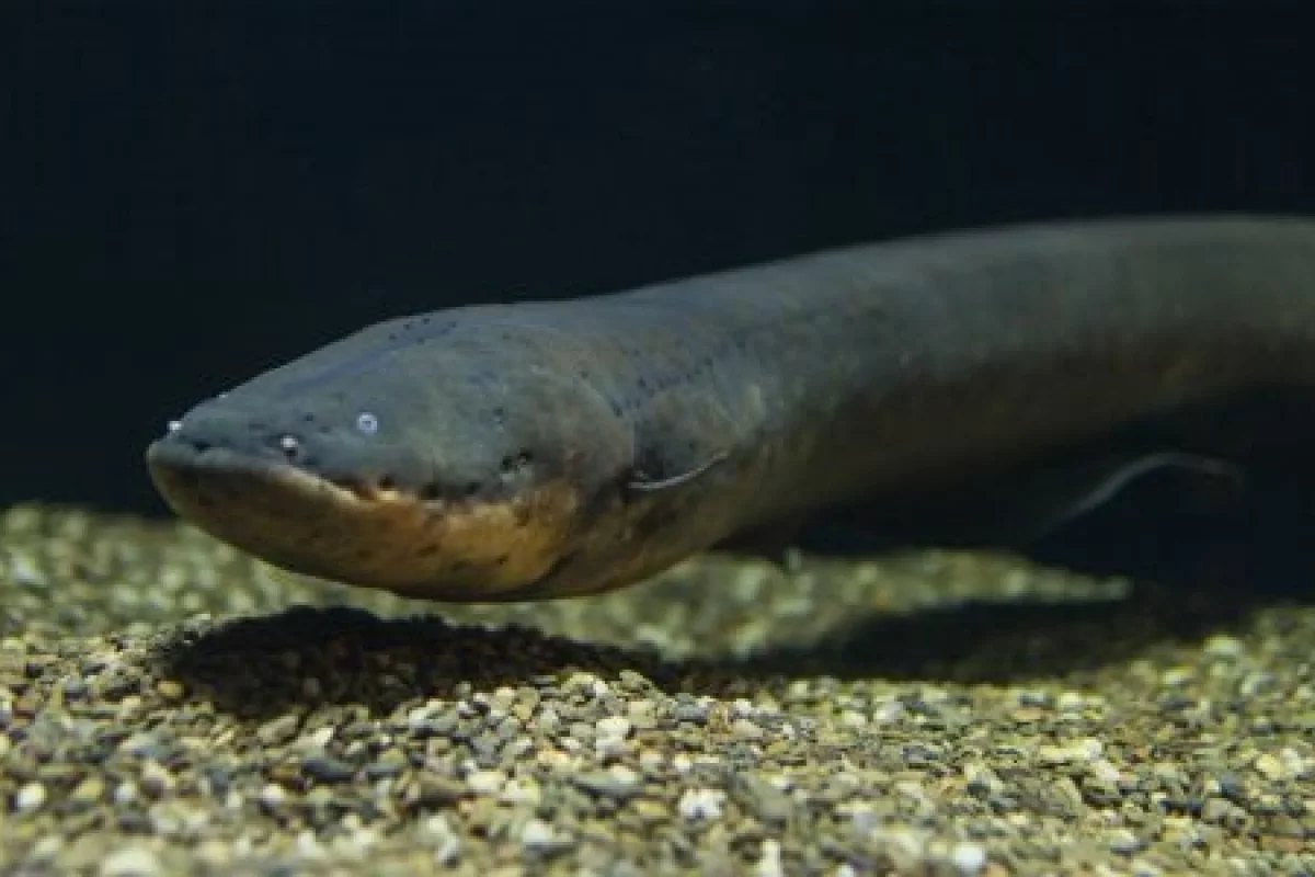 Three species of electric eel exist, not just one as previously described, and that one of them produces an electric shock up to 860 volts