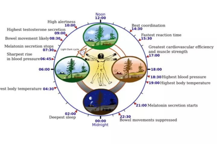 Scientists have identified the mechanism responsible for driving the internal clock of almost all living organisms (Image: Yassine Mrabet)