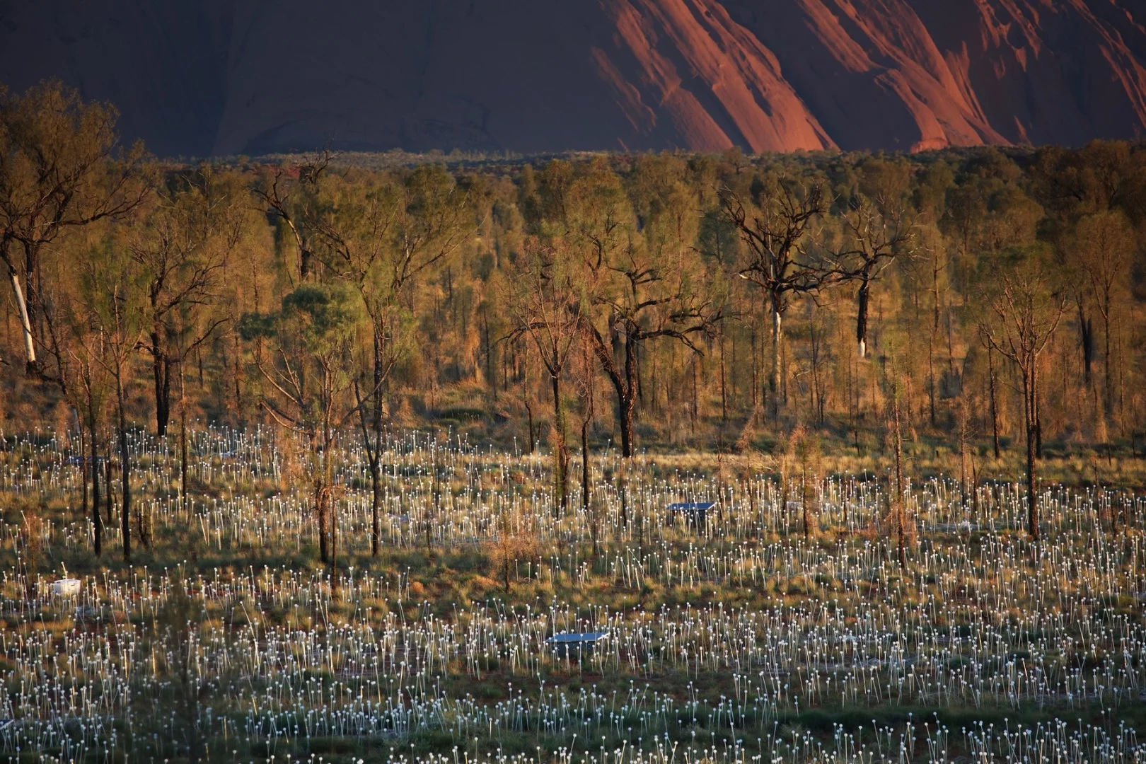 The equipment for Field of Light was transported more than 19,000 km (11,800 mi) to be exhibited at Uluru