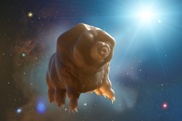 Scientists finally find out how these water bears withstand extreme stress