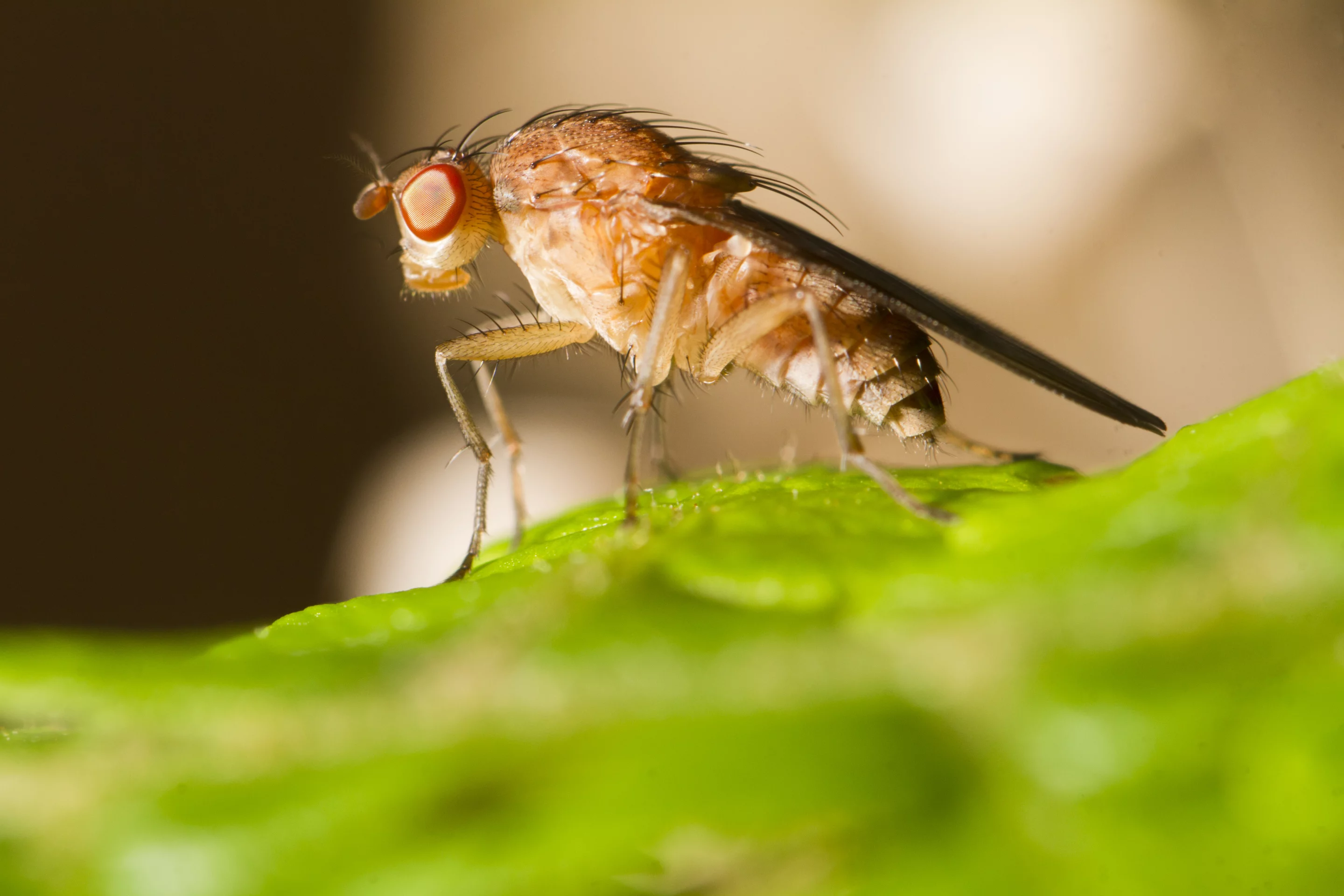 The common fruit fly may navigate using an inbuilt celestial compass