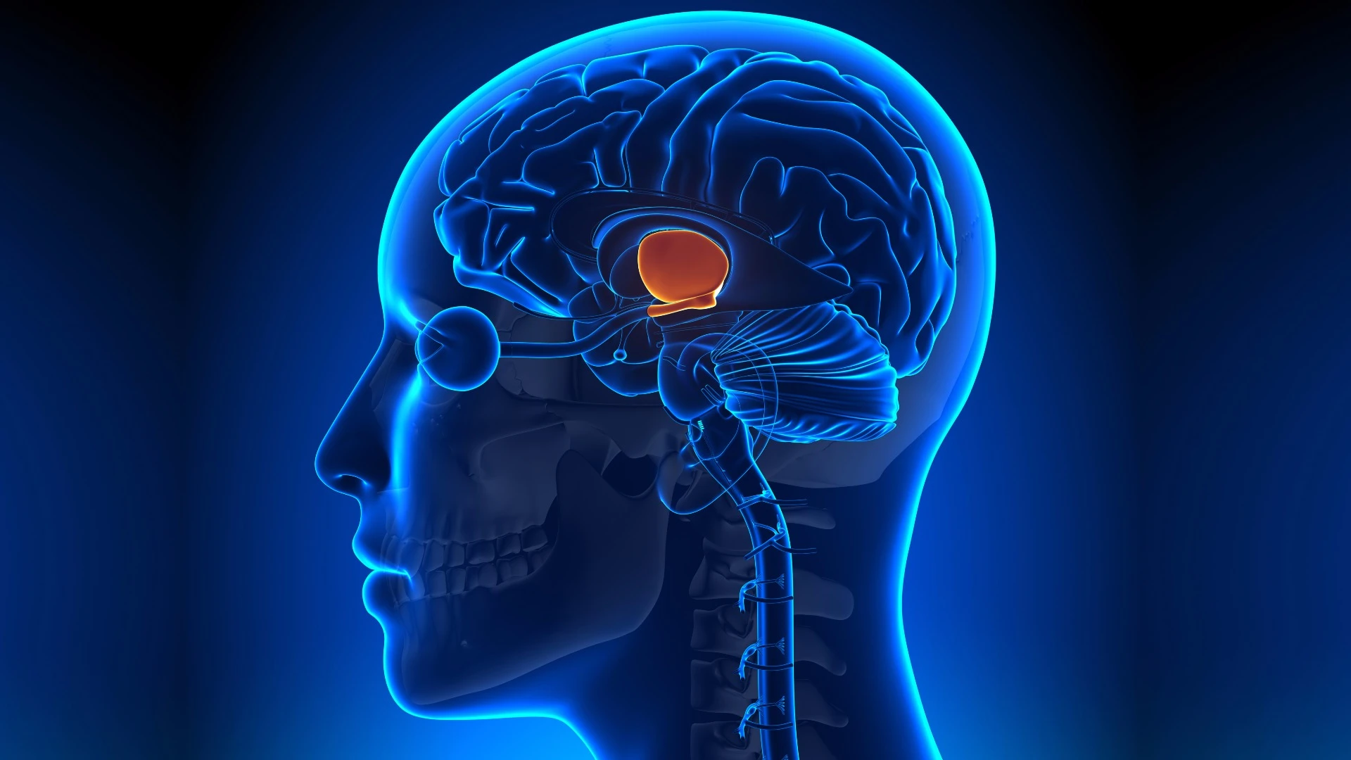 Stem cells in the hypothalamus have been found to influence the aging process