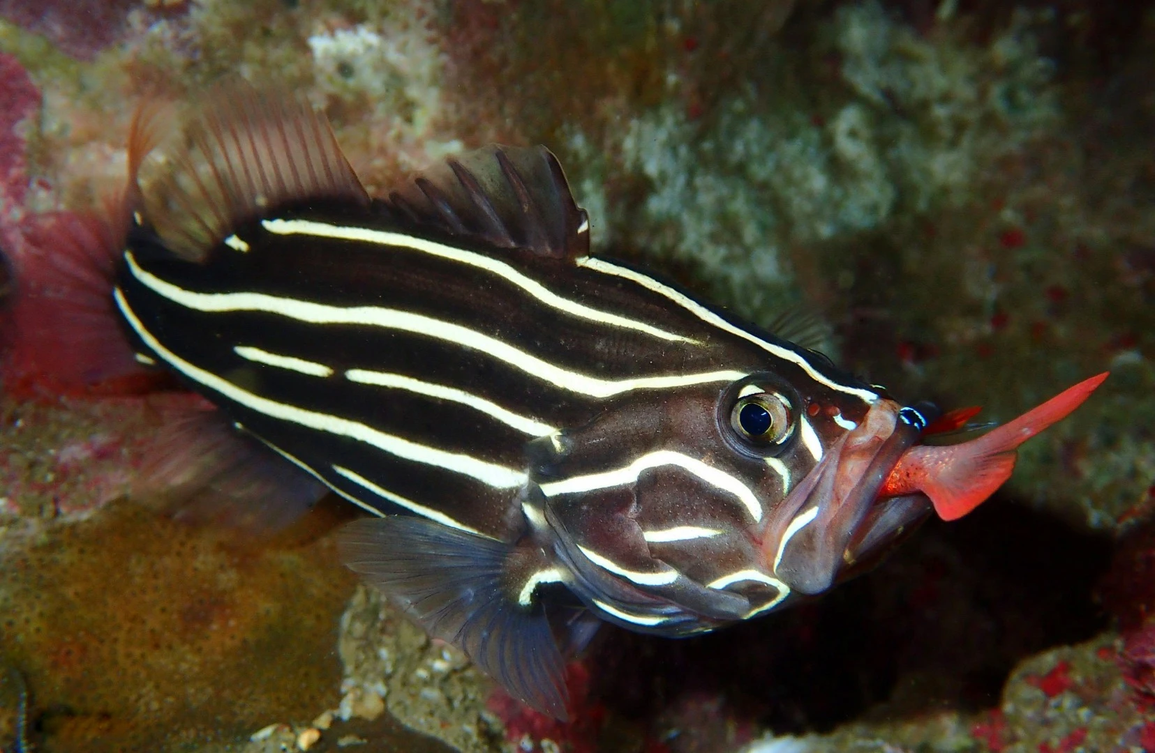 2nd Place in the Compact Behavior category. A soap fish photographed mid-meal