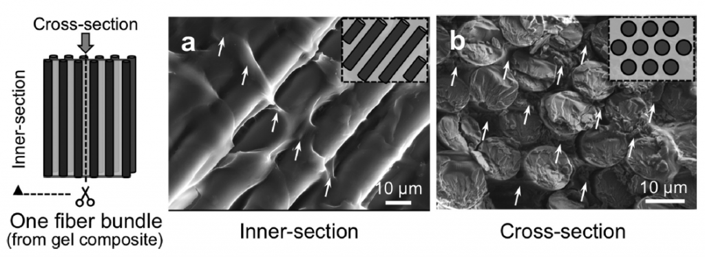 Scanning Electron Microscopy (SEM) images of the fiber-reinforced hydrogels