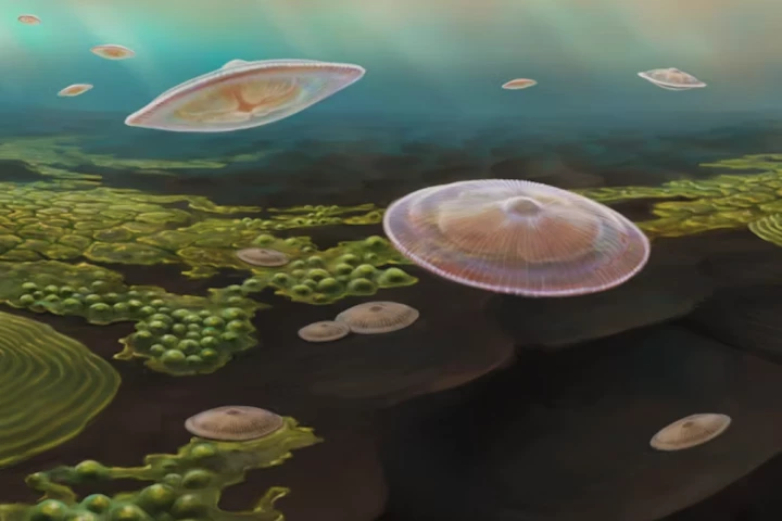 An artist's impression of what some of the Francevillian biota lifeforms might have looked like