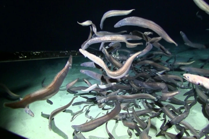 Cutthroat eels swarming a bait station at a depth of over 9,800 feet