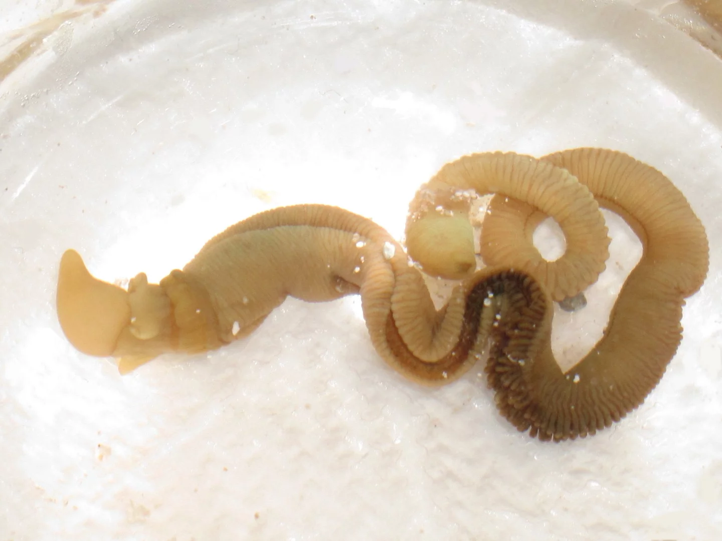 An intact, live acorn worm - the head is on the far left, and the worm will be cut in the middle